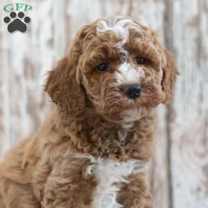 Hailey, Mini Labradoodle Puppy